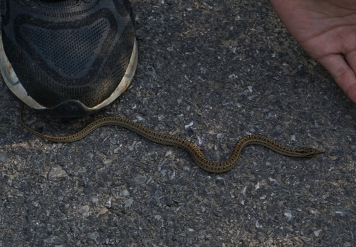 Steppe Ratsnake