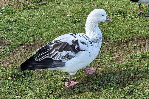 Ross's Γ Barnacle Goose