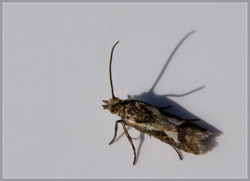 Protithona potamias