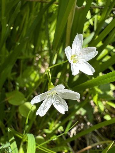 Image of Claytonia cordifolia by (c) Matt Berger, some rights reserved (CC BY)