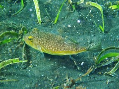 Yellow-Stripe Toadfish photo 4