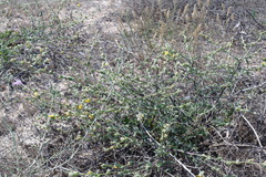 Verbascum pinnatifidum