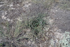 Verbascum pinnatifidum