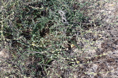 Verbascum pinnatifidum