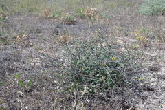 Verbascum pinnatifidum