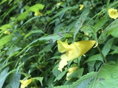 Impatiens tayemonii