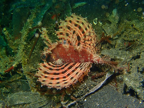 Dwarf lionfish (Dendrochirus brachypterus) — Scorpaenidae — 4