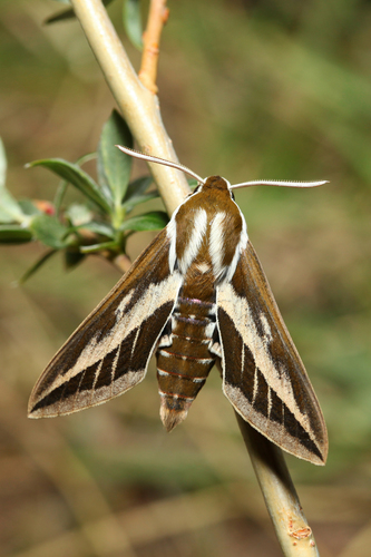 Hyles costata