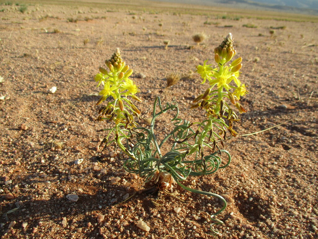 Bulbine namaensis, Karas Region, Namibia