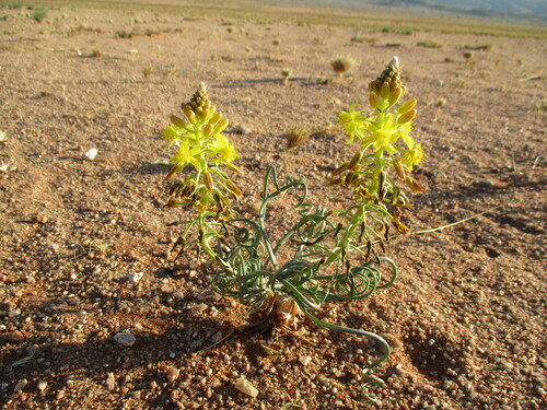 Bulbine namaensis
