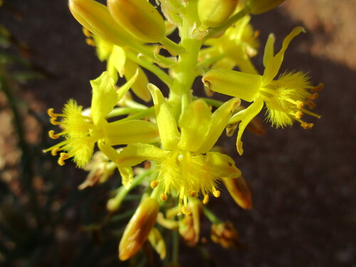 Bulbine namaensis