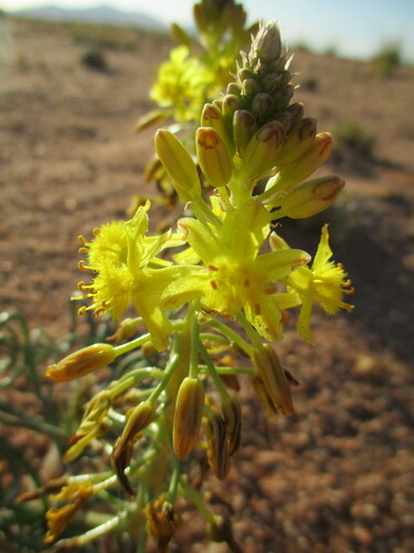 Bulbine namaensis