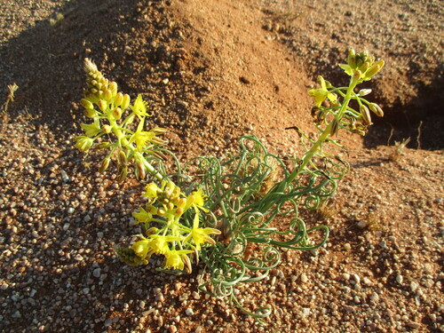 Bulbine namaensis