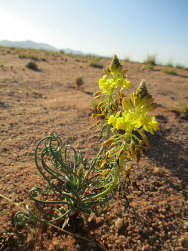 Bulbine namaensis