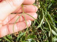 Cleome maculata