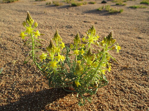 Bulbine namaensis