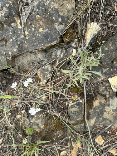 Image of Hackelia cinerea by (c) Matt Berger, some rights reserved (CC BY)