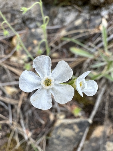 Image of Hackelia cinerea by (c) Matt Berger, some rights reserved (CC BY)