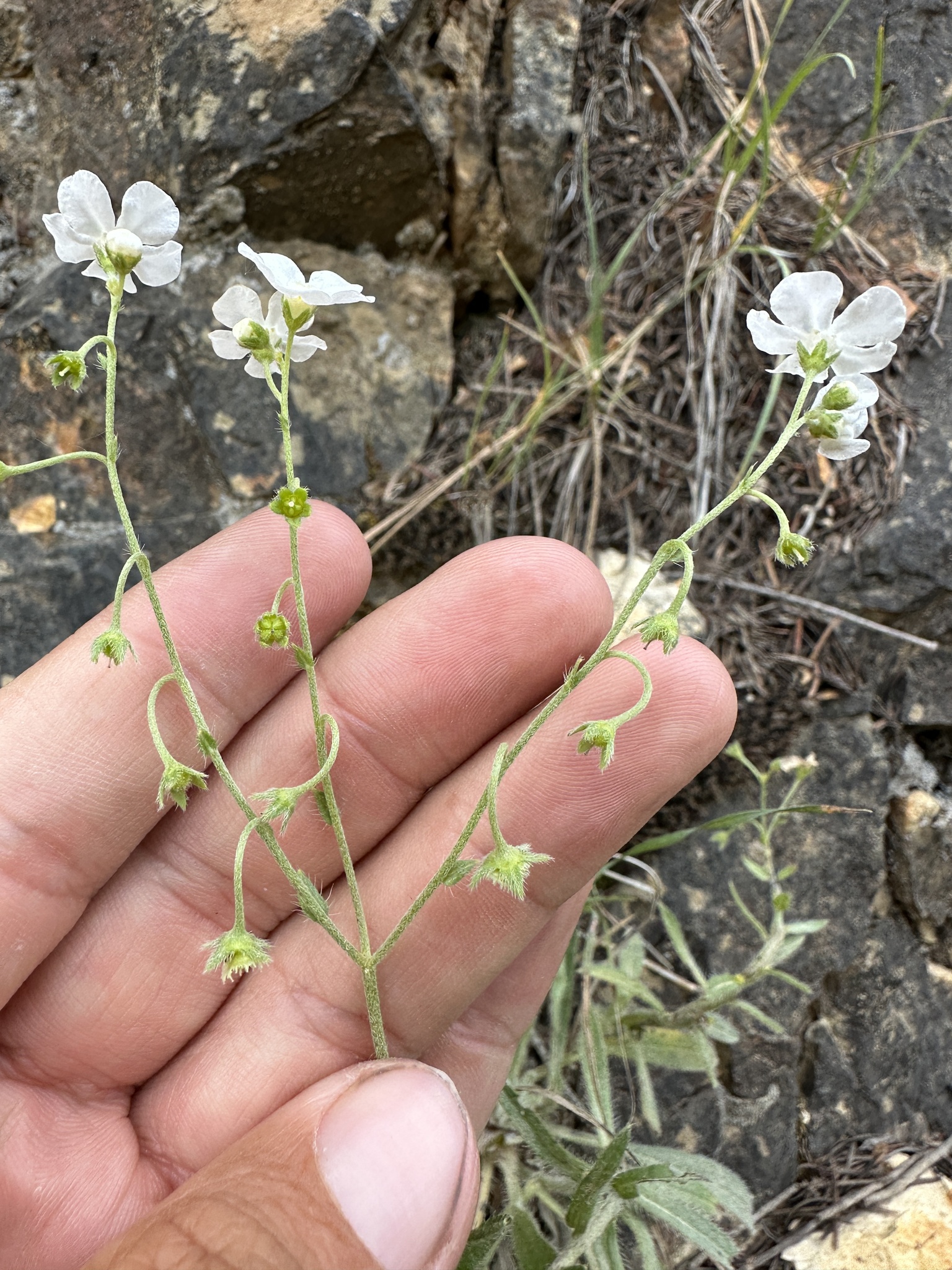 Hackelia cinerea