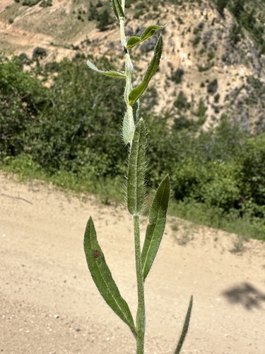 Image of Hackelia cinerea by (c) Matt Berger, some rights reserved (CC BY)