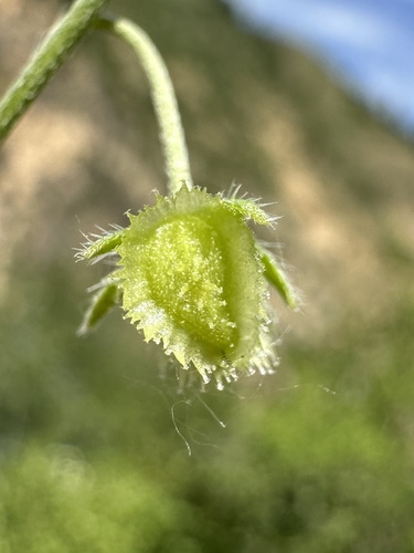 Image of Hackelia cinerea by (c) Matt Berger, some rights reserved (CC BY)
