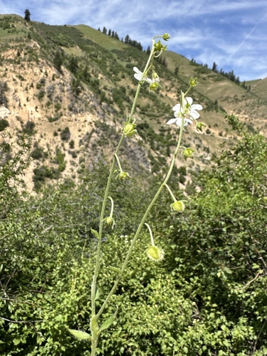 Image of Hackelia cinerea by (c) Matt Berger, some rights reserved (CC BY)