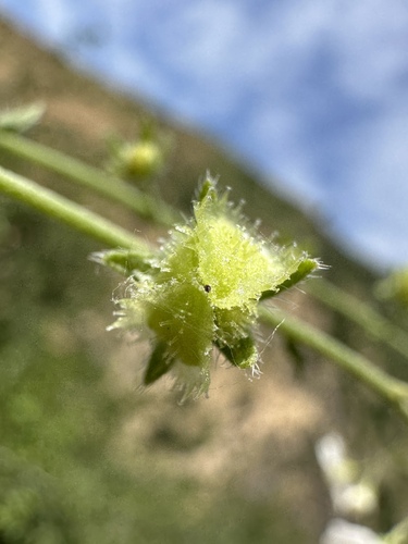 Image of Hackelia cinerea by (c) Matt Berger, some rights reserved (CC BY)