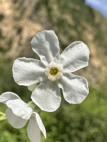 Image of Hackelia cinerea by (c) Matt Berger, some rights reserved (CC BY)