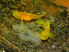 Lubricogobius exiguus
