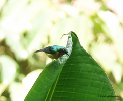 Chalcoparia singalensis