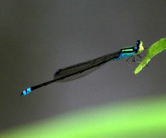 Pseudagrion williamsoni