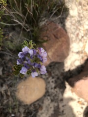 Psoralea fruticans