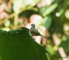 Chalcoparia singalensis