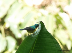 Chalcoparia singalensis