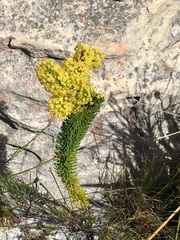 Microdon dubius
