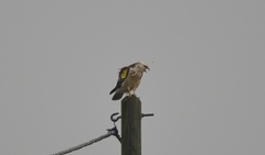 Buteo buteo