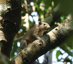 Callosciurus pygerythrus