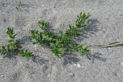 Tournefortia sibirica