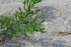Tournefortia sibirica