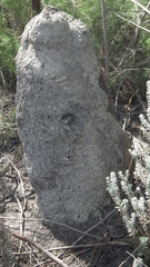 Termitinae