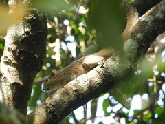 Callosciurus pygerythrus