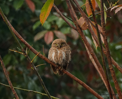 Chevêchette cuculoïde (Glaucidium cuculoides)