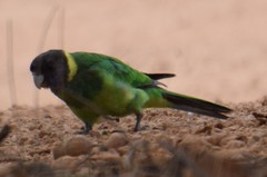 Barnardius zonarius semitorquatus