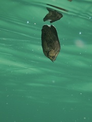 Tripletail photo 4