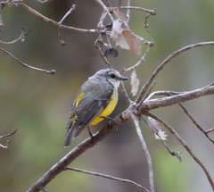 Eopsaltria griseogularis