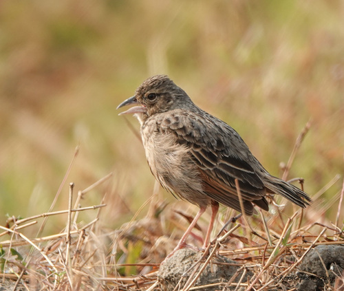 Bengal Bush Lark (Plocealauda assamica), photo 5