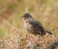 Mirafra assamica