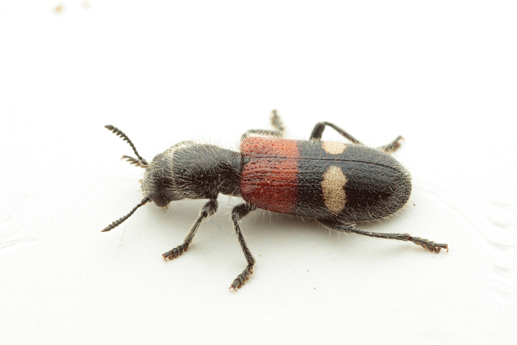 Tilloidea transversalis