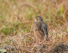 Mirafra assamica