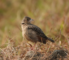 Mirafra assamica